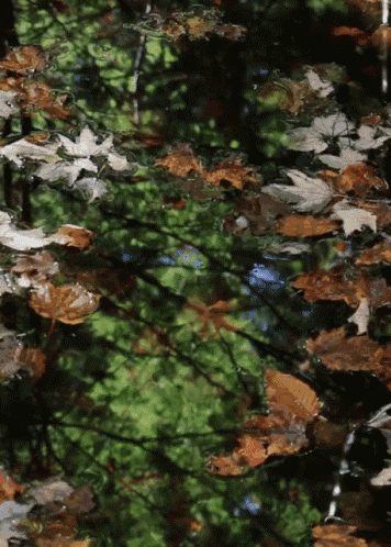 autumn leaves are floating on the water in a forest