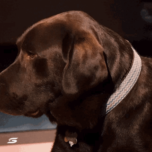 a black dog wearing a blue and white collar with the letter s on the bottom