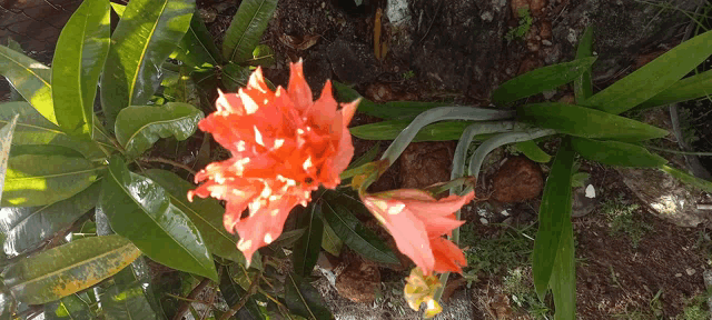 a red flower is surrounded by green leaves and dirt