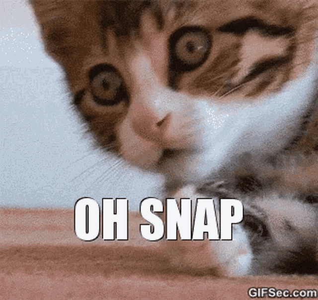 Ohoh Cat GIF - Ohoh Cat Shocked GIFs