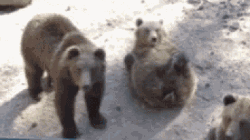 a group of bears are standing and laying in the snow