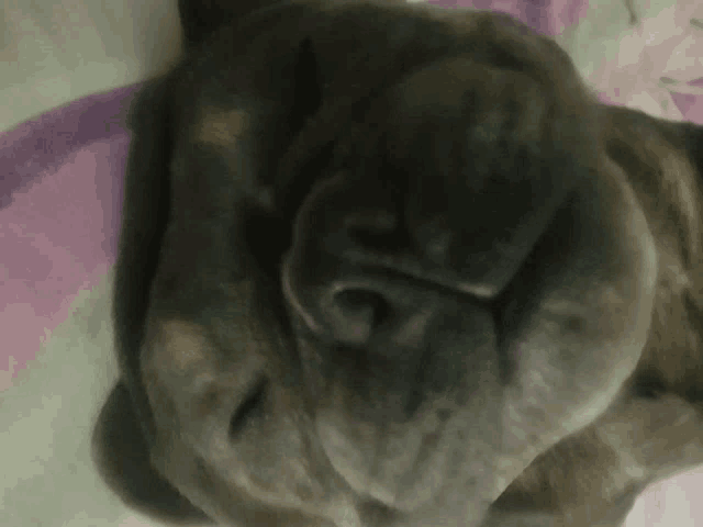 a close up of a dog 's nose on a purple and white blanket