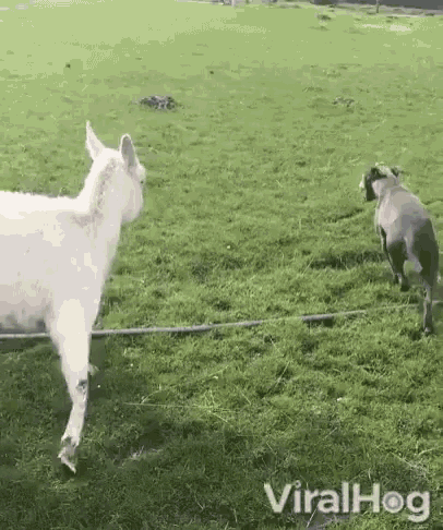 Playing Chasing GIF - Playing Chasing Goat GIFs