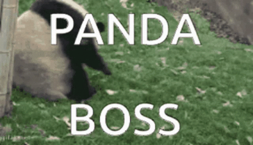 Panda Boss GIF - Panda Boss Pandaboss GIFs