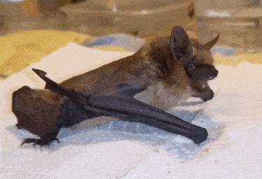 a bat is laying on its back on a piece of paper towel
