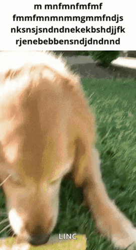 a picture of a dog eating a piece of food with the words linc on the bottom