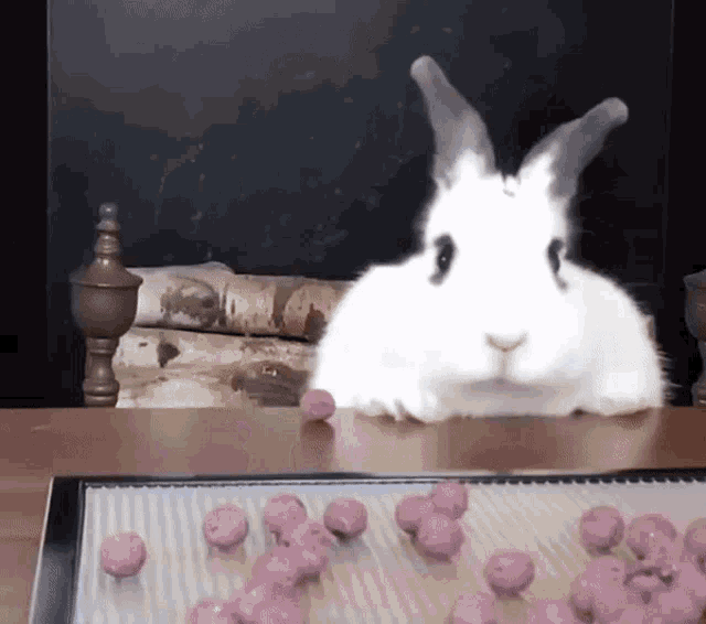 Rabbit Bunny GIF - Rabbit Bunny Fell GIFs