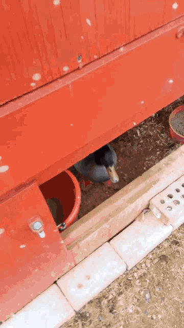 a duck is looking out of a red container