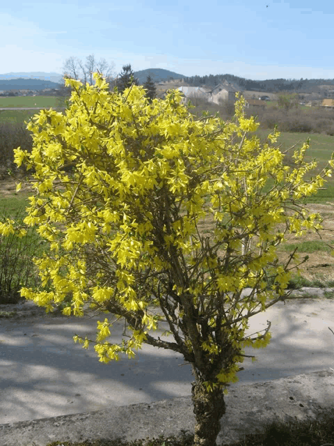 a tree with lots of yellow flowers on it in a field