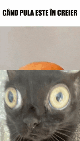 a cat with a surprised look on its face next to an orange with the words cand pula este in creier above it