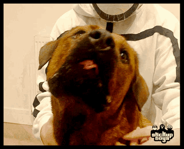 a picture of a person holding a brown dog with the words stickun boys on the bottom right