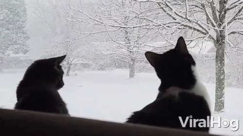 Captivated By The Snow Cat GIF - Captivated By The Snow Cat Viralhog GIFs