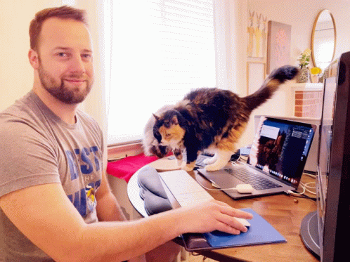 Cats Work GIF - Cats Work Work From Home GIFs