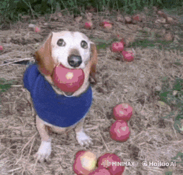 a dog wearing a blue sweater is eating an apple
