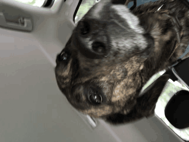 a close up of a dog in a car looking up