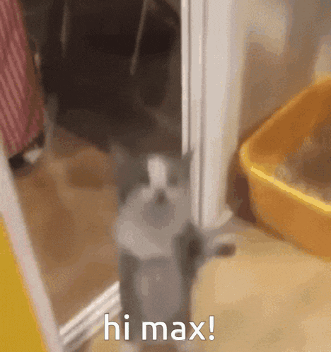 Hi Max Hi Maxwell GIF - Hi Max Hi Maxwell Hi I GIFs
