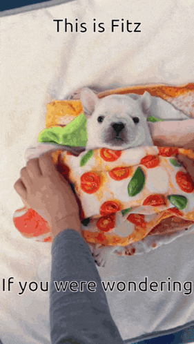 a picture of a dog wrapped in a pizza blanket with the caption this is fitz