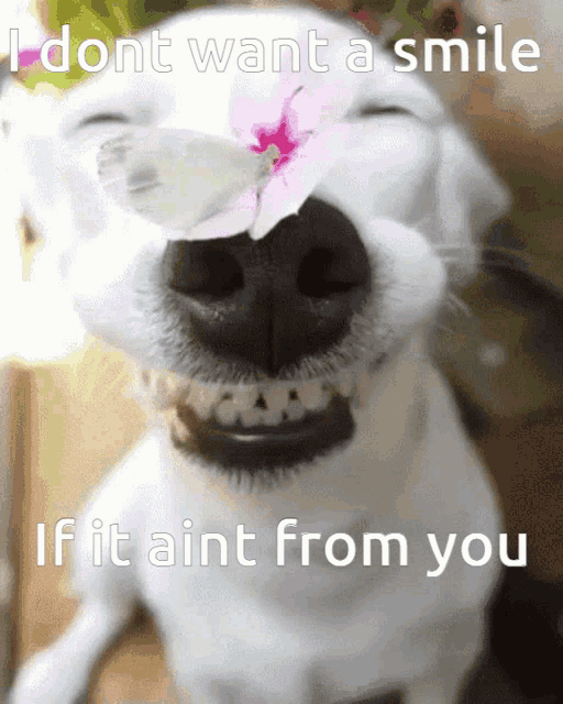 I Dont Want A Smile If It Aint From You Happy Dog GIF - I Dont Want A Smile If It Aint From You Happy Dog Inspriational Dog GIFs