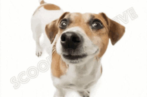 a brown and black dog with its mouth open and the word steve on the bottom right