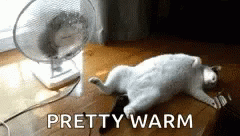 Cat Warm GIF