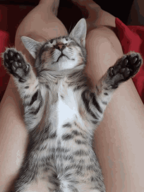 a cat laying on its back on someone 's lap