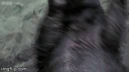 Wiggle Skunk GIF - Wiggle Skunk Dancing GIFs