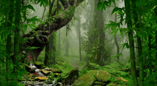 a lush green forest with trees and rocks and a stream running through it