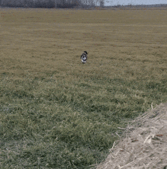 a pile of hay is sitting in the middle of a field