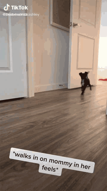 a tiktok video of a dog walking in on mommy