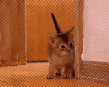 Cat Cute GIF - Cat Cute Hide GIFs