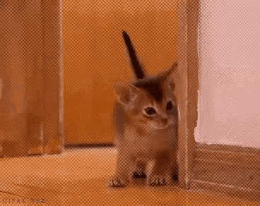 a kitten is peeking out from behind a door .