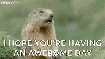 a groundhog is saying `` hey ! i hope you 're having an awesome day '' while standing in the grass .