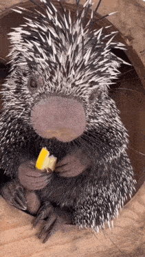a porcupine eating a piece of food in a hole in a tree