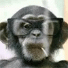 Monkey Smoke GIF - Monkey Smoke GIFs