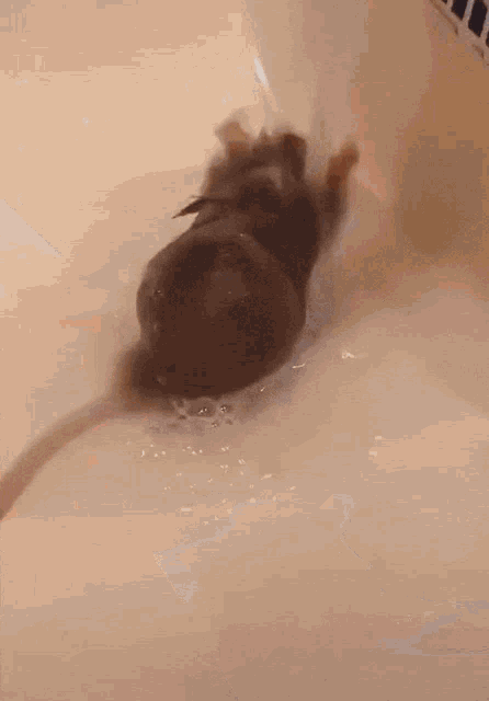 Rat Shower GIF - Rat Shower God GIFs