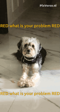 a small dog laying on the floor with the words red what is your problem red on the bottom