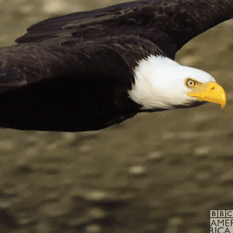 a bald eagle is flying over a body of water with the bbc america logo in the background