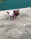 Dog Walking GIF - Dog Walking Puppy GIFs