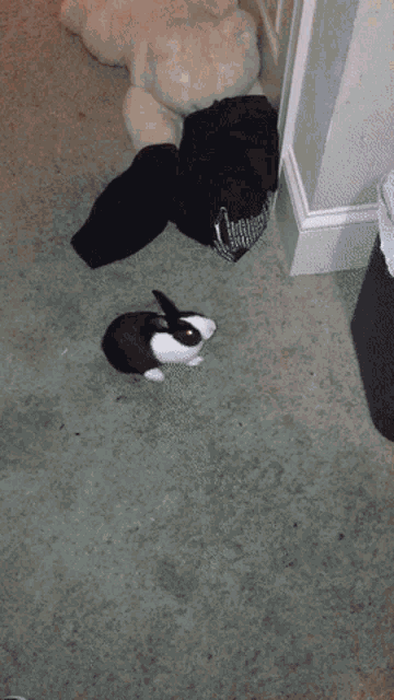 a black and white rabbit is standing next to a stuffed animal on the floor