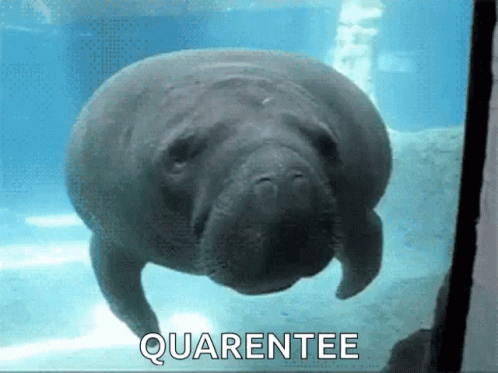 Quarentee Bump GIF - Quarentee Bump Zoo GIFs