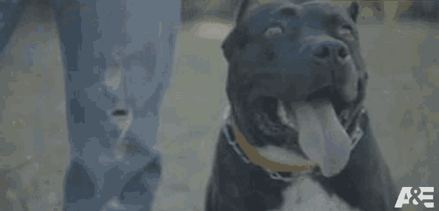 Tongue Out Team Leonittis GIF - Tongue Out Team Leonittis Americas Top Dog GIFs