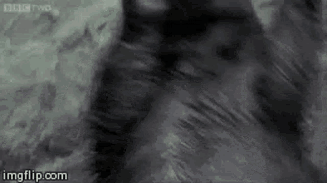 a close up of a cat 's face with a bbc two logo in the background .