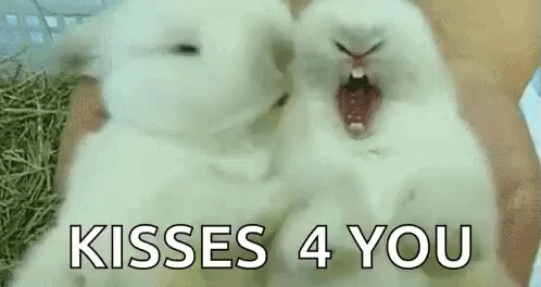 Kiss Bunny GIF - Kiss Bunny Animals GIFs
