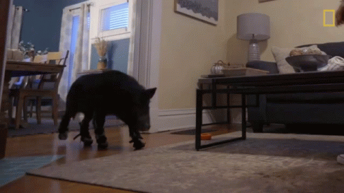 Learning To Walk Again Disabled GIF - Learning To Walk Again Disabled One Foot In Front Of The Other GIFs