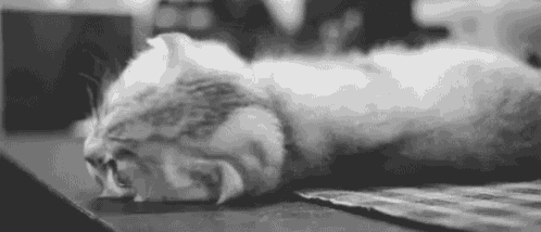 a black and white photo of a cat sleeping on a table with its eyes closed .