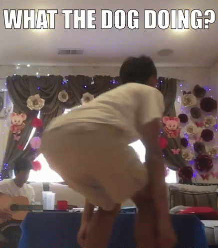 What The Dog Doing Spinning Dog GIF - What The Dog Doing Spinning Dog GIFs