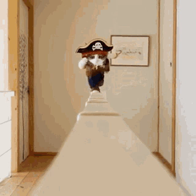 Jack Sparrow Cat Kitty GIF