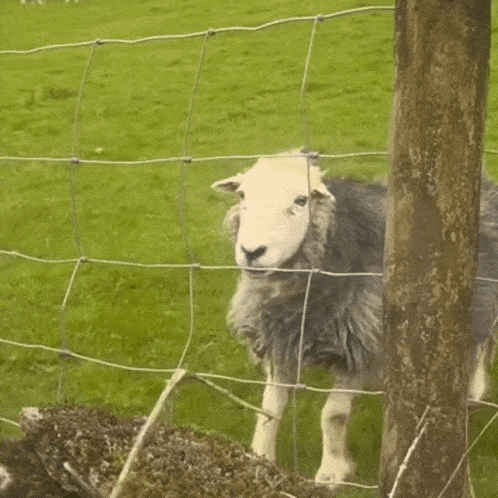 a sheep is standing behind a wire fence in a grassy field