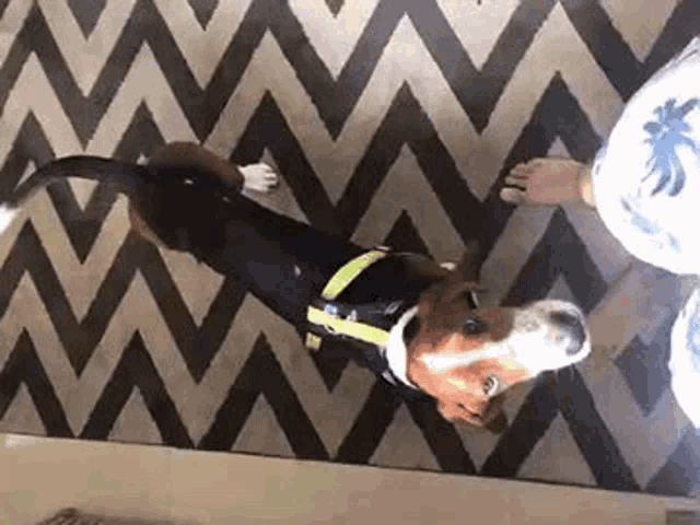 Dobster Cute GIF - Dobster Cute Dog GIFs