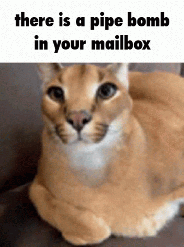 Floppa Caracal GIF - Floppa Caracal There Is A Pipebomb In Your Mailbox GIFs